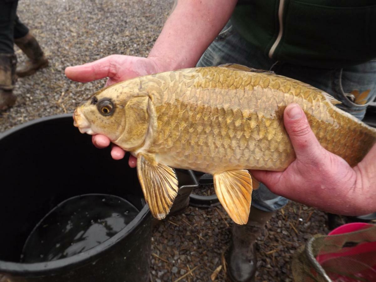 Marsh Water Ponds Fishery Villa Kidwelly Eksteriør bilde